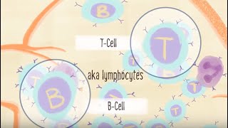 Understanding the Immune System [upl. by Yrrah]