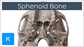 Sphenoid Bone  Definition Location amp Function  Human Anatomy  Kenhub [upl. by Olsson544]