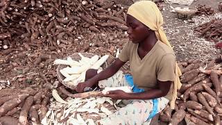 Processing wet cassava peels into high quality feed ingredientsMaking balanced rations FRENCH CAP [upl. by Ogirdor237]