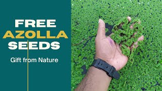 Free azolla Seeds  Where to buy azolla seeds [upl. by Alby]