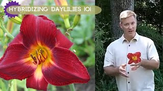 How To Hybridizing Daylilies  Oakes Daylilies [upl. by Edge968]