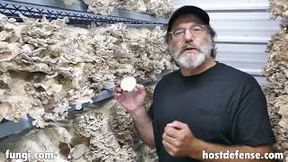 Paul Talks About Maitake Mushrooms [upl. by Anilram]