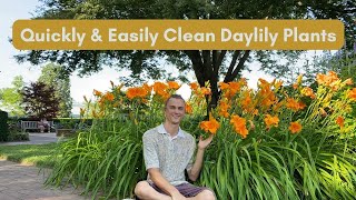 Cleaning Daylilies for Maximum Growth and Flowers [upl. by Zimmer]