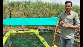 How to prepare Azolla अझोला उत्पादन  at OxyGoat [upl. by Arakal]