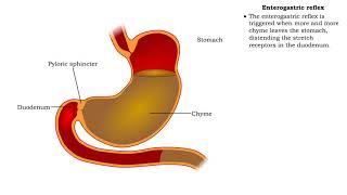 Stomach peristalsis amp Enterogastric reflex [upl. by Garris600]