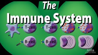 The Immune System Overview Animation [upl. by Asyar660]