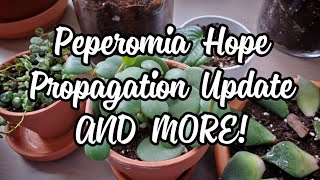 Peperomia Hope 7 Months After Propagation  AND MORE PLANTS [upl. by Bernie]