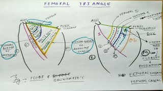 Femoral Triangle Anatomy Part 1  Diagram Boundaries Content Femoral Sheath [upl. by Berglund873]