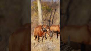 Hartebeest at Etosha National Park Namibia [upl. by Mailliw]