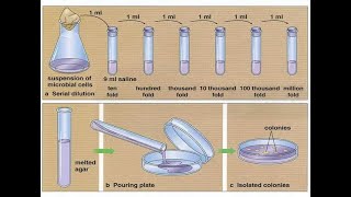 Serial dilutions and pour plate technique [upl. by Fan510]