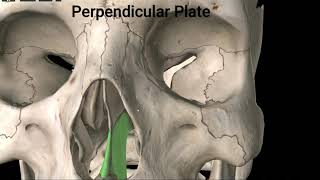 The Ethmoid Bone [upl. by Aicilev]