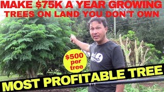 Make 75000 Growing this Cash Crop Tree without Owning Farm Land [upl. by Ina466]