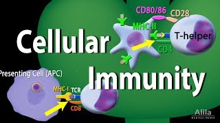 The Humoral Immune Response  Immunology Animations [upl. by Aicilaf]