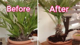 How to Separate the Suckers of a Multitrunk Chamaerops Humilis Palm [upl. by Adnaugal173]