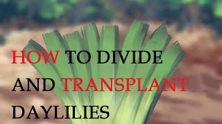 How to Divide and Transplant Daylilies [upl. by Yecnuahc386]