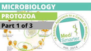 Protozoa  Microbiology  USMLE STEP 1  Part 1 of 3 [upl. by Guerin]