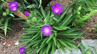 Stokesia [upl. by Yttam]