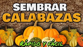 Cómo Sembrar Y Cultivar Calabaza o Zapallo ▶ RÁPIDO y Fácil [upl. by Vial148]