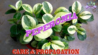 Peperomia Obtusifolia Baby Rubber Plant care and propagation [upl. by Imelida]