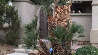 HOW TO TRIM YOUR OWN PALMS Mediterranean Fan Palm [upl. by Alehcim]