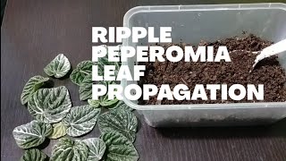 Ripple Peperomia Leaf Propagation [upl. by Hildy]