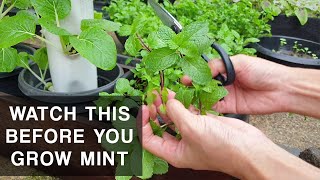 A MINTS CURSE  Mint plant care that you should know [upl. by Kenton811]