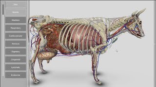 3D Bovine Anatomy v200a [upl. by Oirotciv]