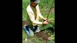 How to propagate Daylilies [upl. by Gabrielli]