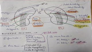 Kidney Anatomy Posterior Relation  TCML [upl. by Ayocat]