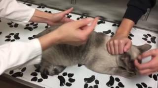 Constipation in a cat with megacolon How to monitor treat and care for your cat at home [upl. by Abana48]