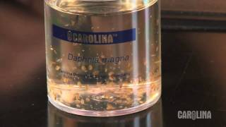 How to Care for Daphnia [upl. by Anabella]