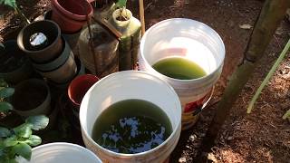 How to grow Green Water Algae [upl. by Amri]