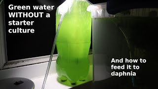 Green Water WITHOUT a Starter Culture  From Scratch  How To [upl. by Pilif]