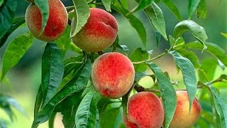 How to Grow Peaches Organically  Complete Growing Guide [upl. by Forster]