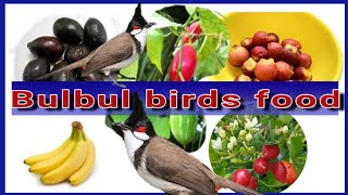 Bulbul birdsRed vented bulbuls food Indianbulbul [upl. by Sammie686]