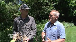 Dividing and planting Daylilies [upl. by Reivaxe]