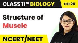 Structure of Muscle  Locomotion and Movement  Class 11 Biology [upl. by Reffinej]