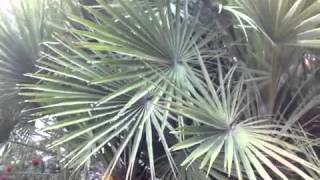 Chamaerops humilis  Mediterranean European Fan Palm [upl. by Drolet]