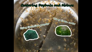 How To Culture Daphnia and Moinas using Green Water Spirulina powder [upl. by Ecnahc]