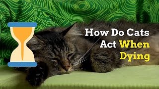 How to Know if Your Cat Is Dying  Signs and Things to Do [upl. by Ayote570]