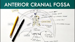 Anterior Cranial Fossa  Anatomy Tutorial [upl. by Ahsekahs988]