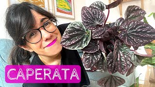 PEPEROMIA PLANT CARE  How to care for peperomia caperata [upl. by Nylkcaj]