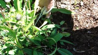 Deadheading Stokesia Stokes Aster [upl. by Anelyak795]