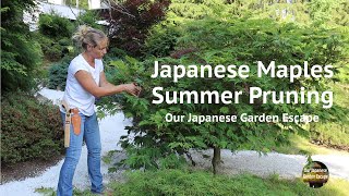 Japanese Maples Summer Pruning  Our Japanese Garden Escape [upl. by Atin848]