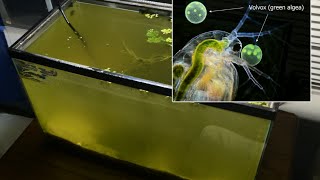 Raising Daphnia for the Freshwater Aquarium [upl. by Inol282]