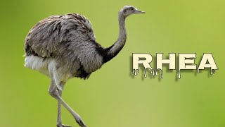 Rhea sounds [upl. by Deckert89]