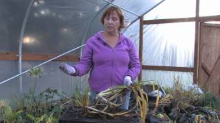 Plant Care amp Gardening  How to Prune Daylilies [upl. by Nigel]