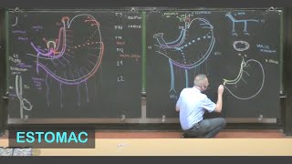 Anatomie de lestomac Abdomen 1 [upl. by Ennaeerb673]