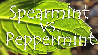 Spearmint vs Peppermint 🌿 What is the Difference [upl. by Lilllie]