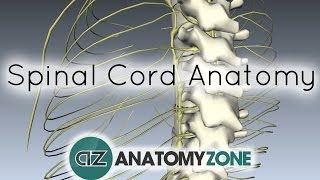 Spinal Cord  External Anatomy  3D Anatomy Tutorial [upl. by Yrtnahc]